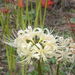 Shutterstock_Albiflora Albiflora Lycoris