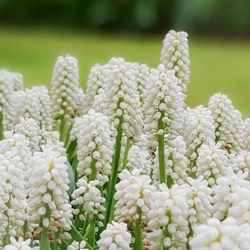 Muscari Album