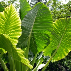 Alocasia Macrorrhiza