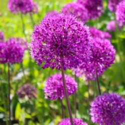 Ambassador Allium