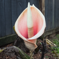 Shutterstock_Amorphophallus Amorphophallus Bulbifer