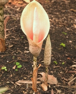 Shutterstock_Amorphophallus_Bulbifer_Long_Stem Amorphophallus Bulbifer Long Stem