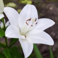 Asiatic Lilies by the Bushel