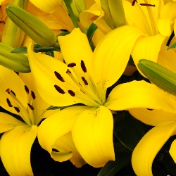Asiatic Lilies by the Bushel