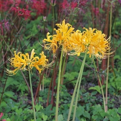 Shutterstock_Aurea Aurea Lycoris