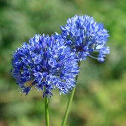 Shutterstock_Azureum Azureum Allium