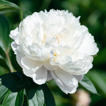 Baroness Schroeder Peony