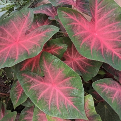 Shutterstock_Blaze Blaze Fancy Leaf Caladium