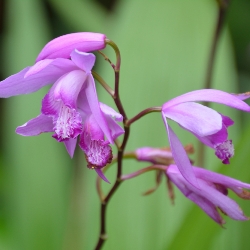 Shutterstock_Bletilla_Striata Bletilla Striata