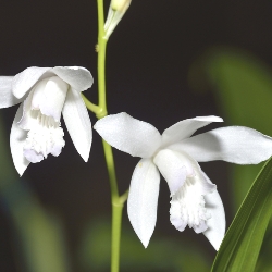 Shutterstock_Bletilla_Striata_Alba Bletilla Striata Alba