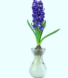 Shutterstock_Blue_Hyacinth_in_Vase Forcing Vase Gift Kit