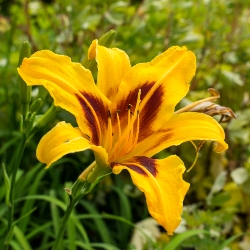 Shutterstock_Bonanza Bonanza Daylily