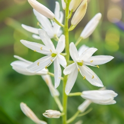 Shutterstock_Camassia_Leichtlinii_Alba Leichtlinii Alba Camassia
