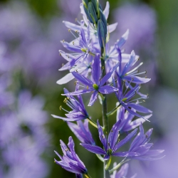 Shutterstock_Camassia_Quamash_Esculenta Quamash 'Esculenta' Camassia