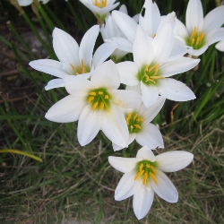 Shutterstock_Candida Zephyranthes Candida