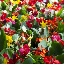 Shutterstock_Cannas Giant Cannas by the Bushel
