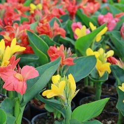 Shutterstock_Cannas2 Aaron Fancy Leaf Caladium