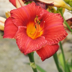 Shutterstock_Chicago_Apache Chicago Apache Daylily Clump
