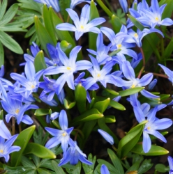 Forbesii Chionodoxa