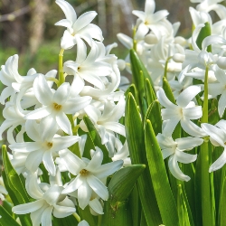 Gigantea Alba Chionodoxa