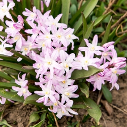 Shutterstock_Chionodoxa_Pink_Giant Pink Giant Chionodoxa