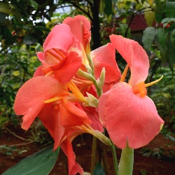 Shutterstock_City_Of_Portland City of Portland Giant Canna