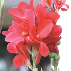Shutterstock_Crimson_Beauty Crimson Beauty Giant Canna
