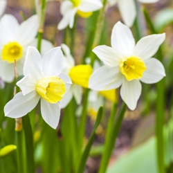 Jack Snipe Daffodil