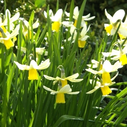 Jenny Daffodil