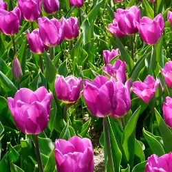Bleu Aimable Tulip