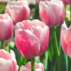 Ollioules Tulip
