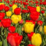 Darwin Hybrid Tulips