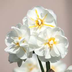 Shutterstock_Double_Cheerfulness Cheerfulness Daffodil