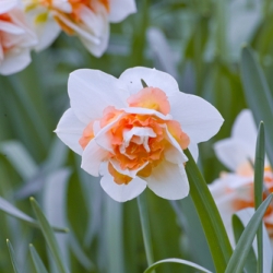 Shutterstock_Double_Replete Replete Daffodil