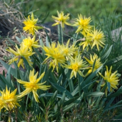 Shutterstock_Double_Rip_Van_Winkle Rip Van Winkle Daffodil
