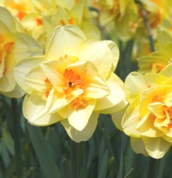 Shutterstock_Double_Tahiti Tahiti Daffodil