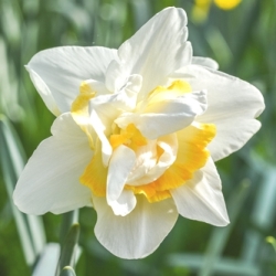 Shutterstock_Double_White_Lion White Lion Daffodil