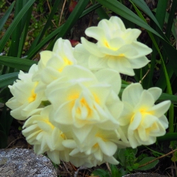 Shutterstock_Double_Yellow_Cheerfulness Yellow Cheerfulness Daffodil