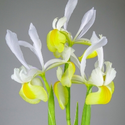Apollo Dutch Iris