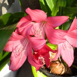 Ellen Bosanquet Crinum