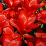 Fosteriana Tulips