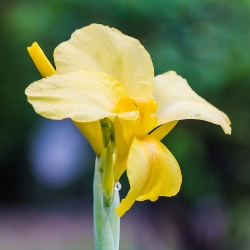 Shutterstock_Eureka Eureka Giant Canna