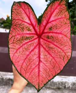 Shutterstock_Fannie_Munson Fannie Munson Fancy Leaf Caladium