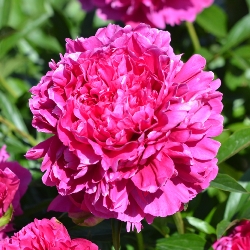 Felix Supreme Peony Clump