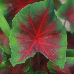 Shutterstock_Freida_Hemple Freida Hemple Fancy Leaf Caladium