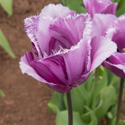 Blue Heron Tulip