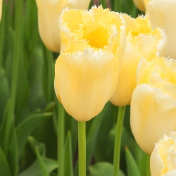 Maja Tulip