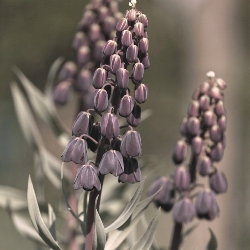 Fritillaria Persica