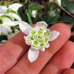 Galanthus Nivalis Flore Pleno