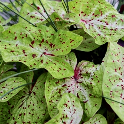 Shutterstock_Gingerland Gingerland Dwarf Caladium